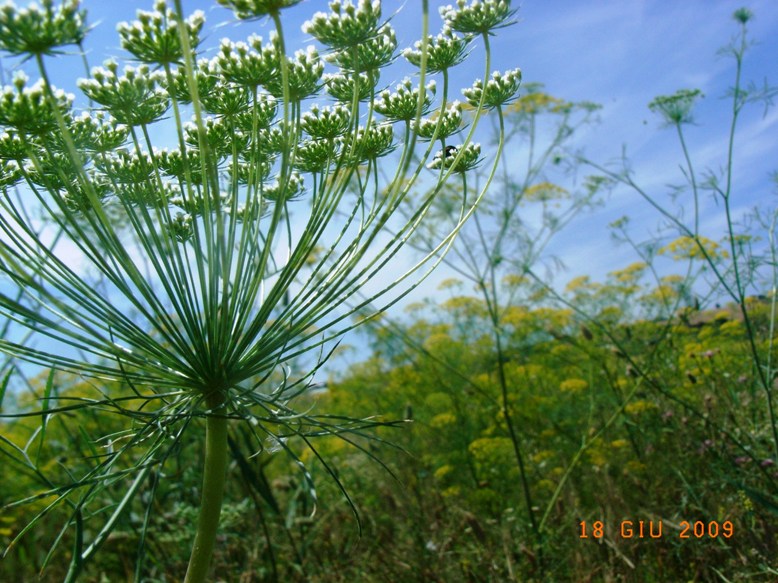 Ammi majus /  Visnaga maggiore